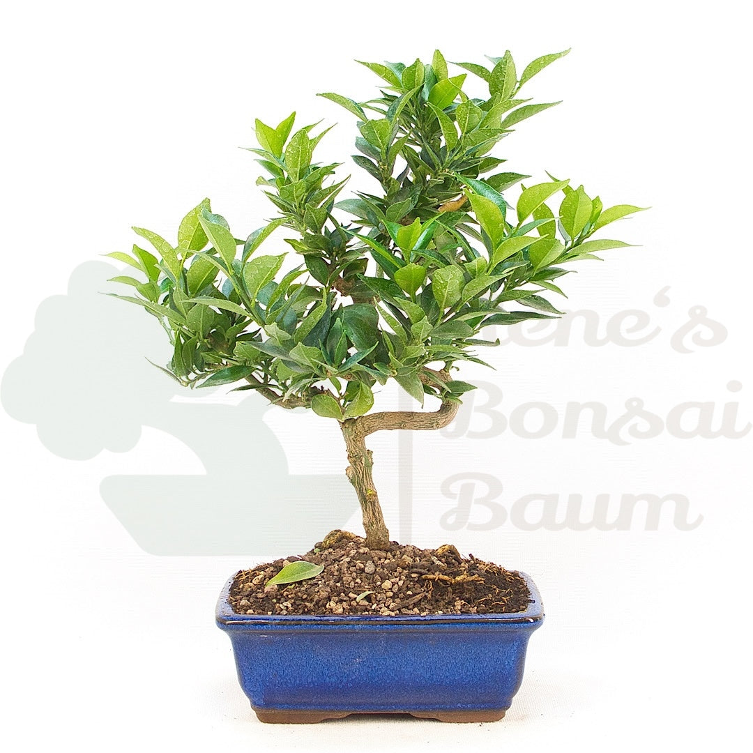 Bitterorange 'Citrus myrtifolia'